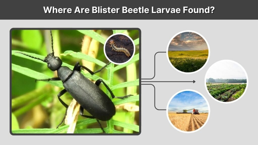 Where Are Blister Beetle Larvae Found?