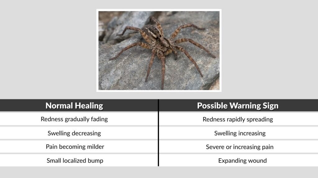Normal Wolf Spider Bite vs. Worsening Bite