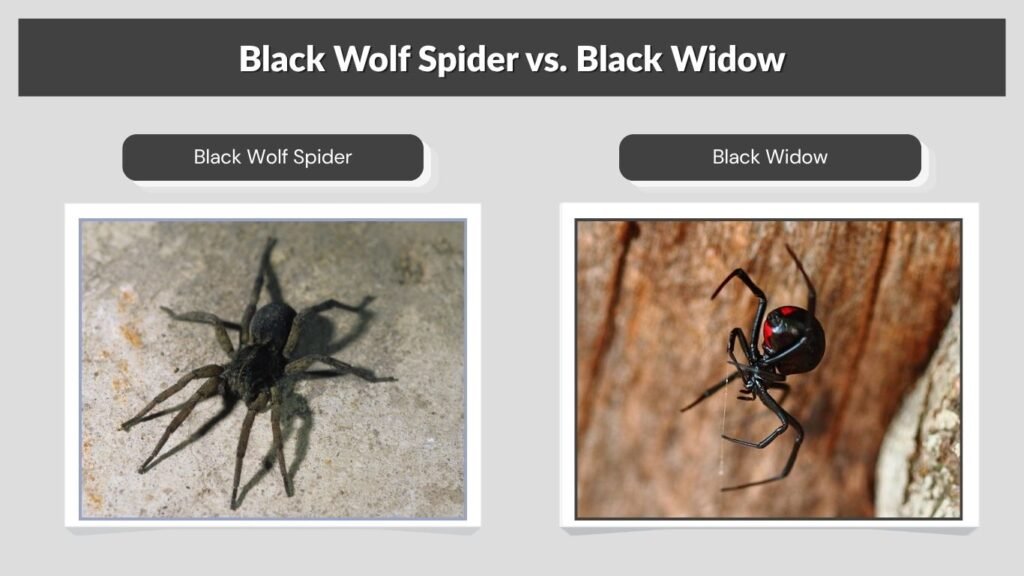 Black Wolf Spider vs. Black Widow