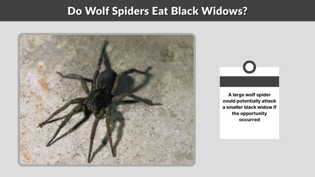 Do Wolf Spiders Eat Black Widows?