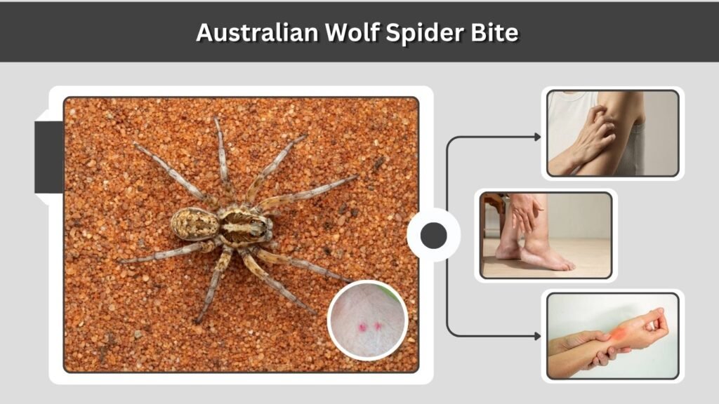 Australian Wolf Spider Bite