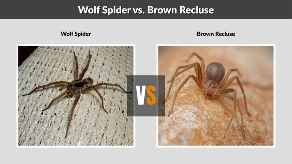 Wolf Spider vs. Brown Recluse