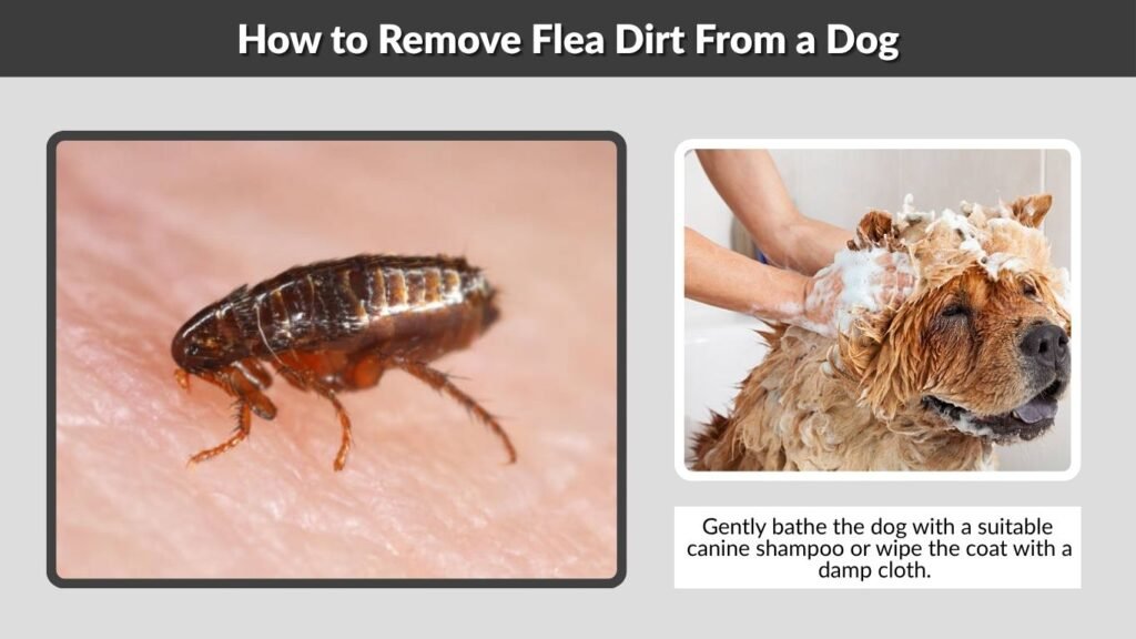 How to Remove Flea Dirt From a Dog