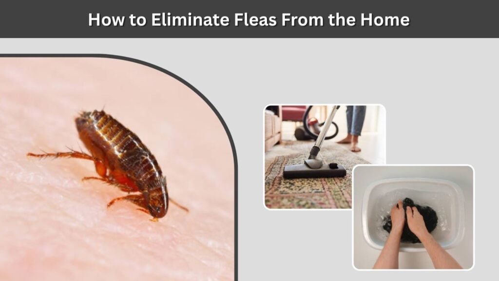 How to Eliminate Fleas From the Home