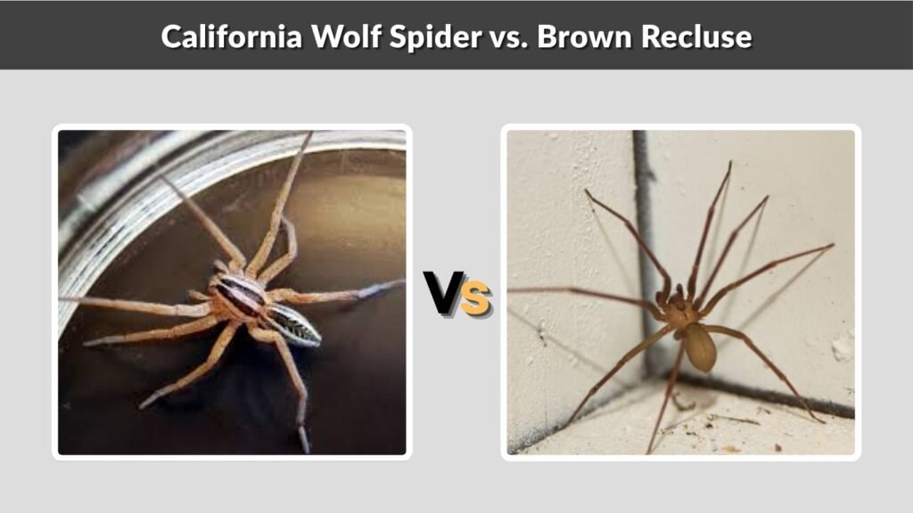 California Wolf Spider vs. Brown Recluse
