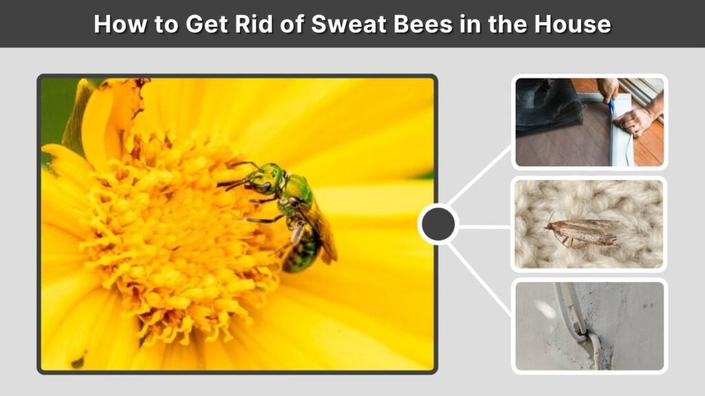 How to Get Rid of Sweat Bees in the House
