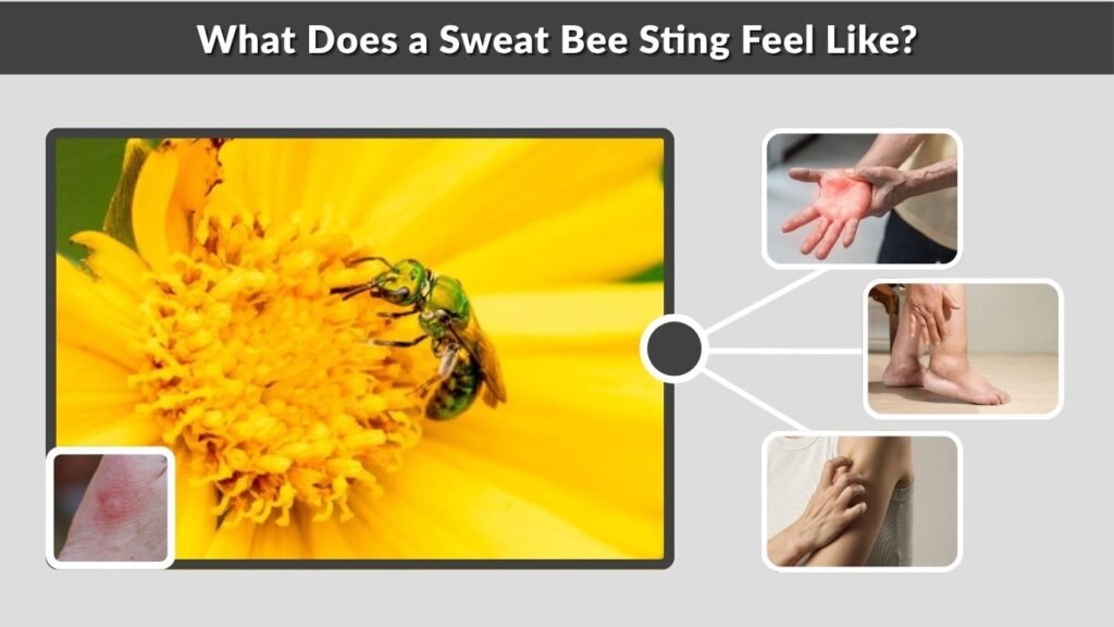 What Does a Sweat Bee Sting Feel Like?