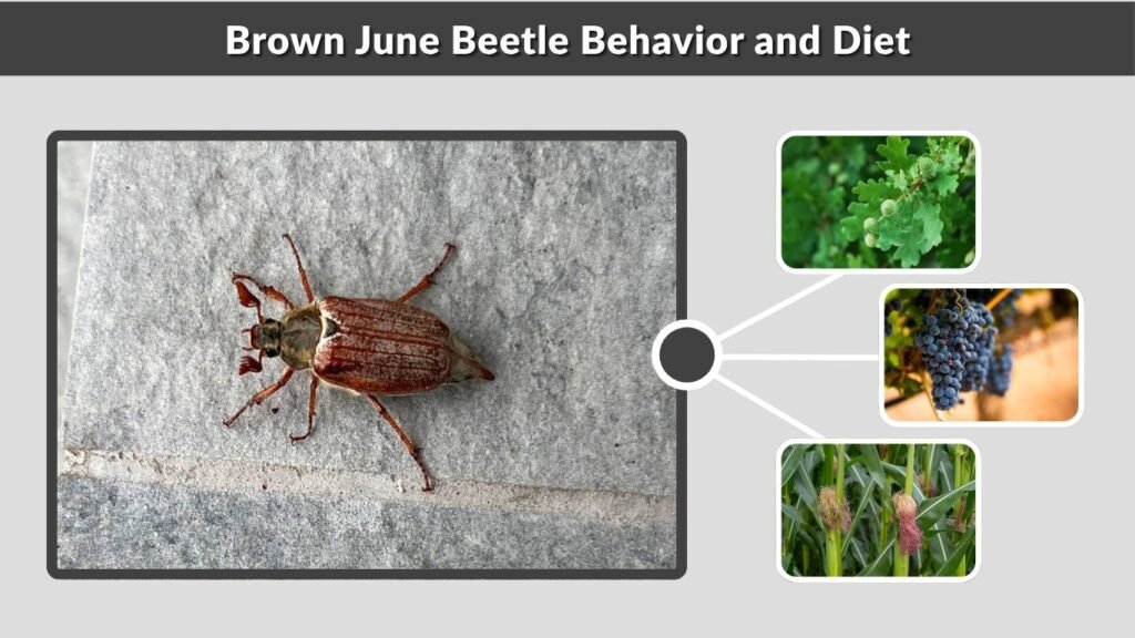 Brown June Beetle Behavior and Diet