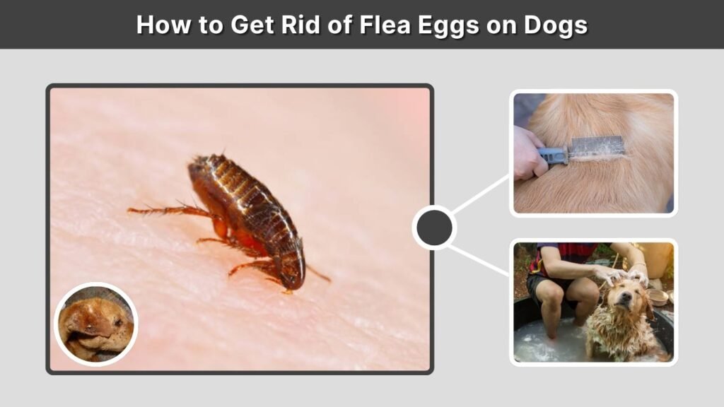 How to Get Rid of Flea Eggs on Dogs