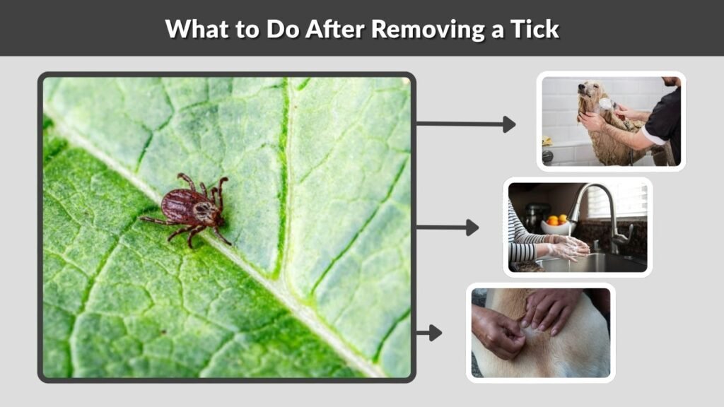 What to Do After Removing a Tick