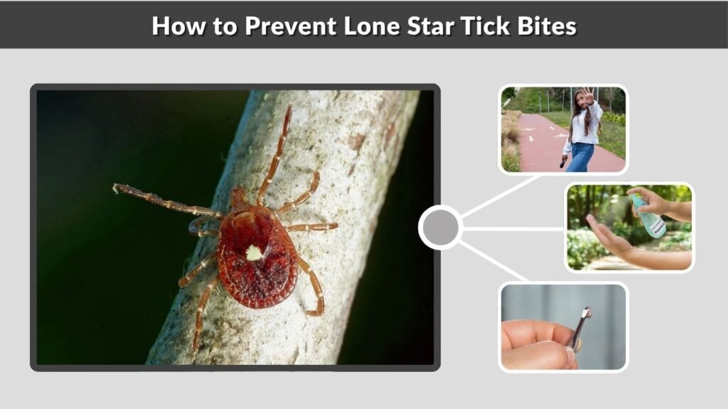 How to Prevent Lone Star Tick Bites