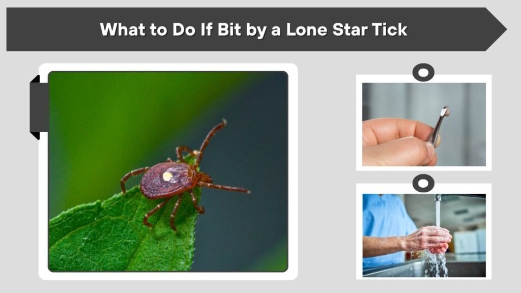 What to Do If Bit by a Lone Star Tick
