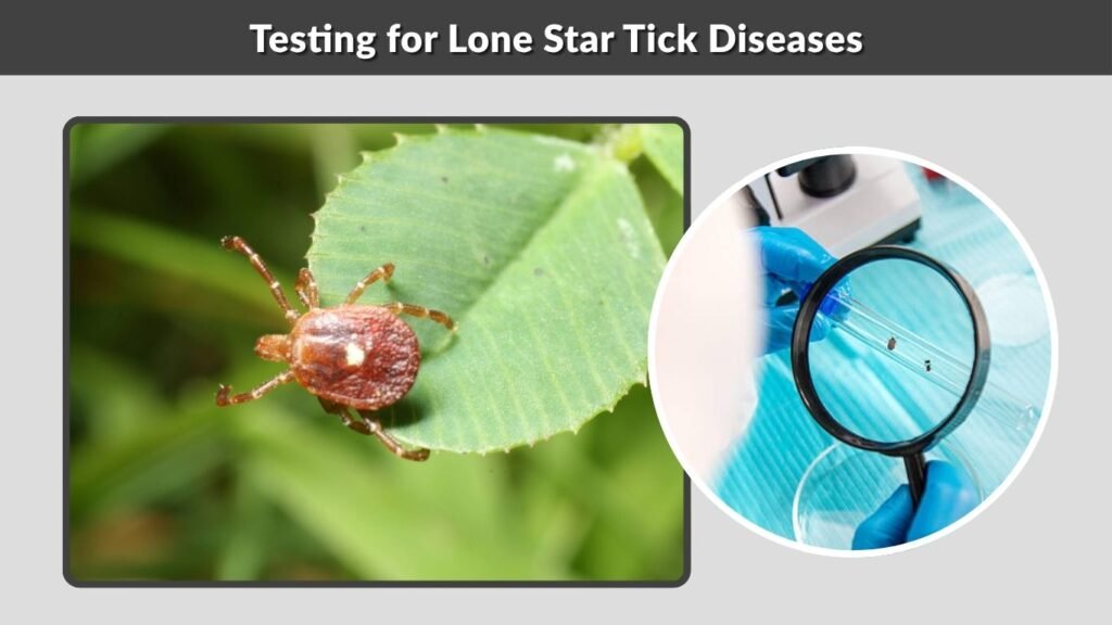 Testing for Lone Star Tick Diseases