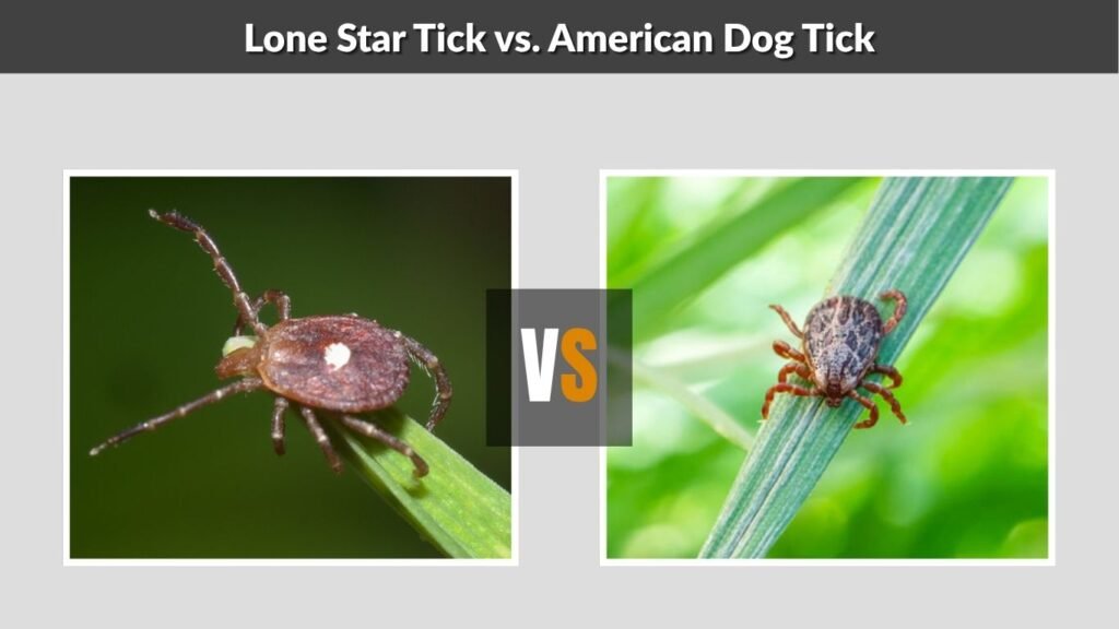 Lone Star Tick vs. American Dog Tick