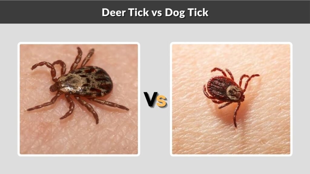 Deer Tick vs Dog Tick