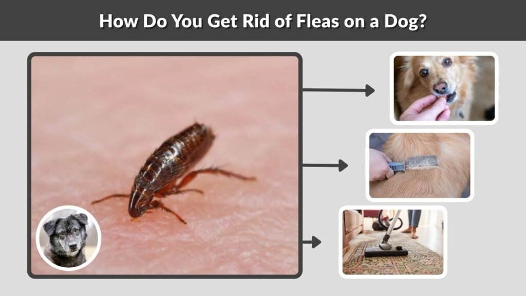 How Do You Get Rid of Fleas on a Dog?