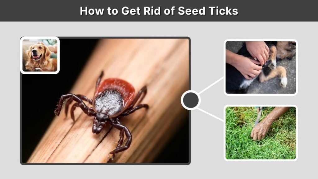 How to Get Rid of Seed Ticks