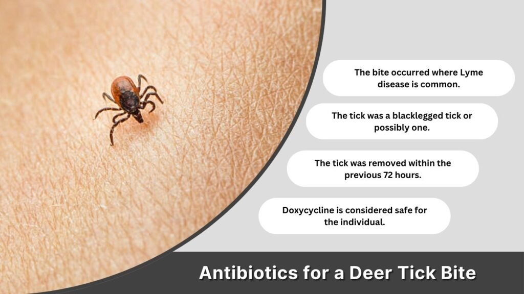 Antibiotics for a Deer Tick Bite