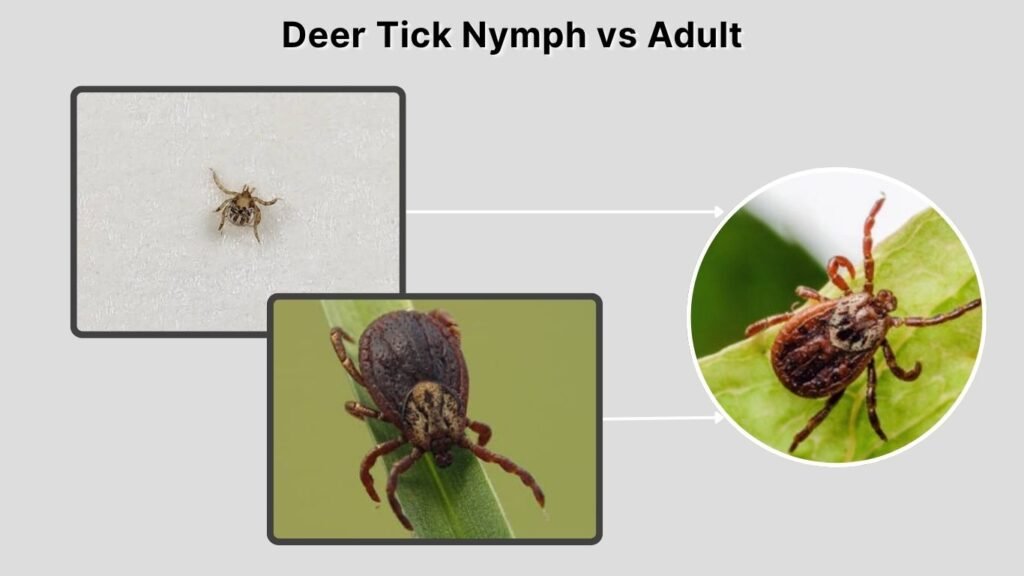 Deer Tick Nymph vs Adult