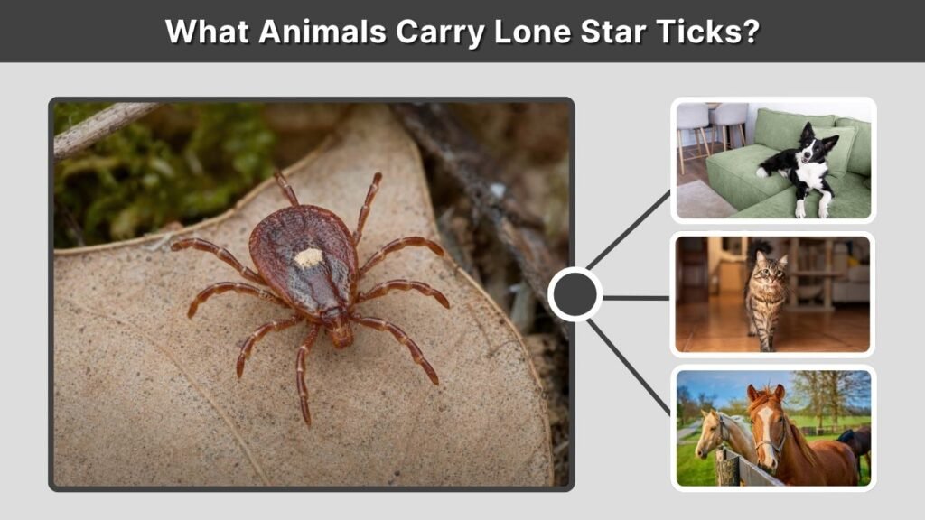 What Animals Carry Lone Star Ticks?