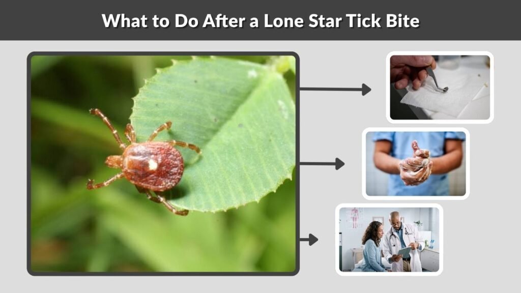 What to Do After a Lone Star Tick Bite