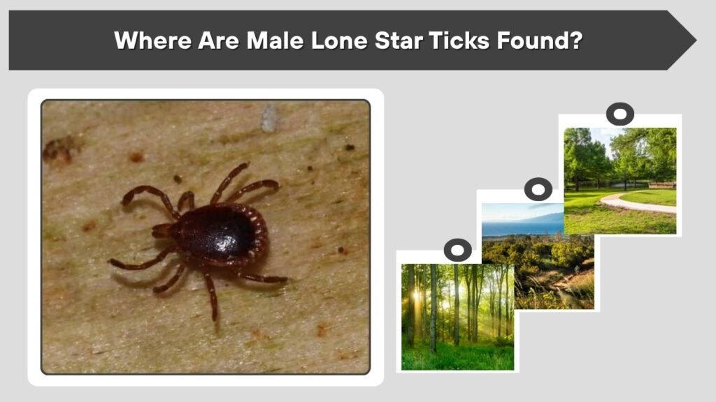 Where Are Male Lone Star Ticks Found?