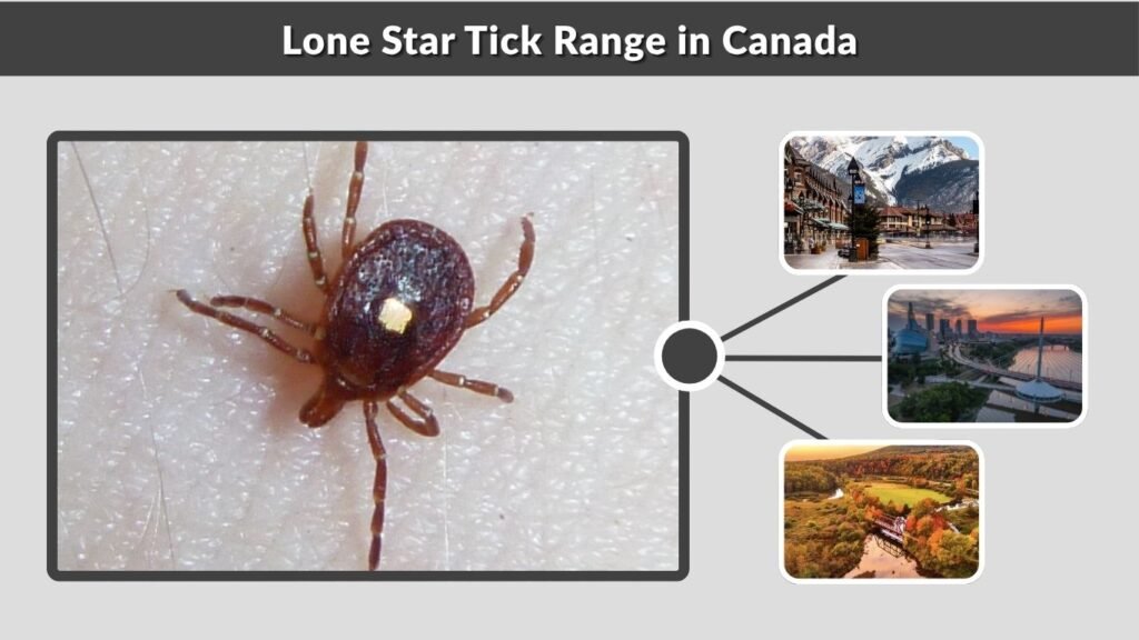 Lone Star Tick Range in Canada