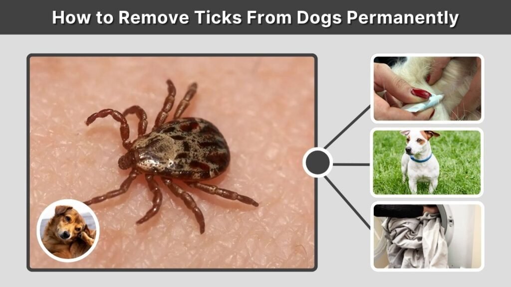 How to Remove Ticks From Dogs Permanently