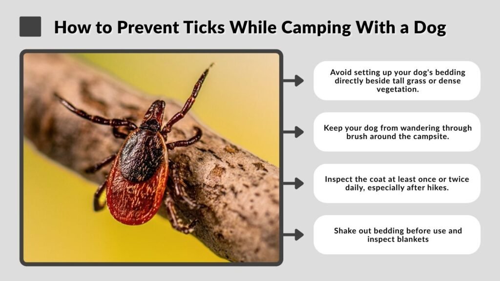 How to Prevent Ticks While Camping With a Dog