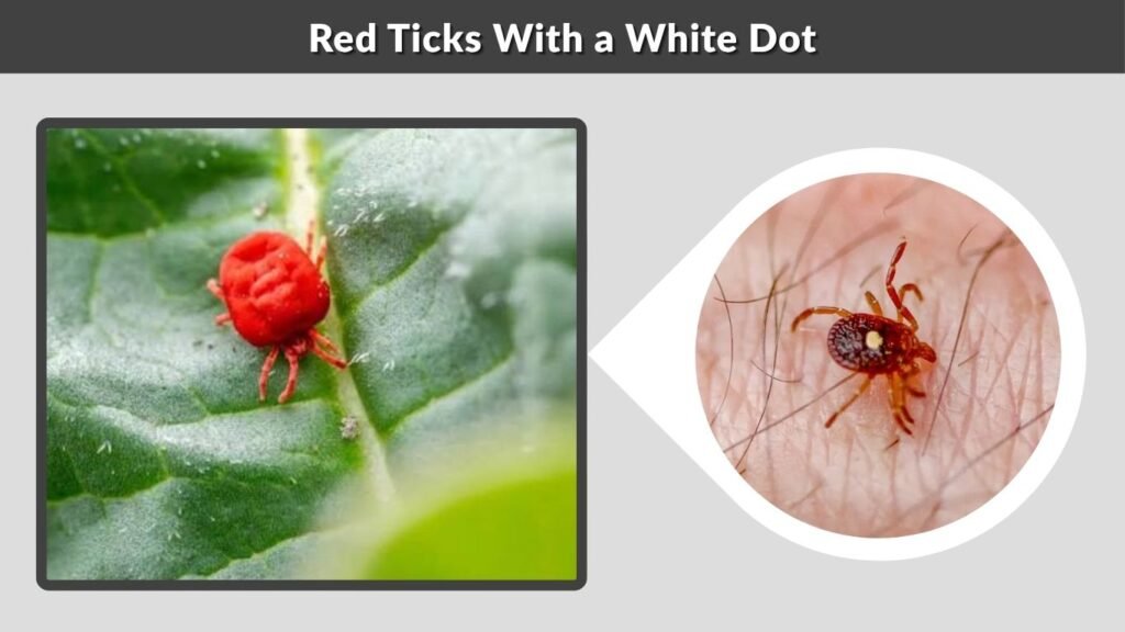 Red Ticks With a White Dot