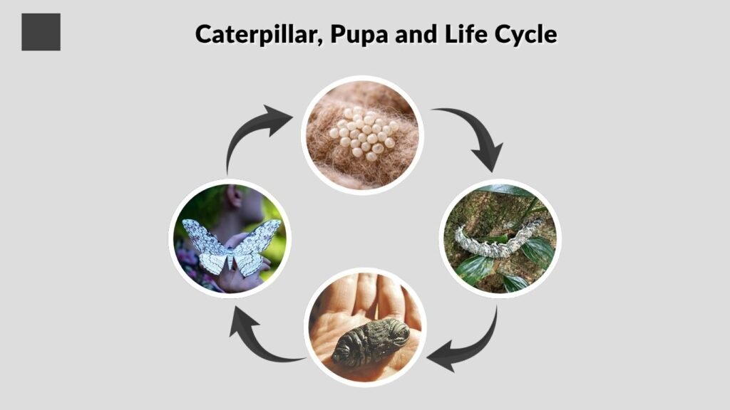 Caterpillar, Pupa and Life Cycle
