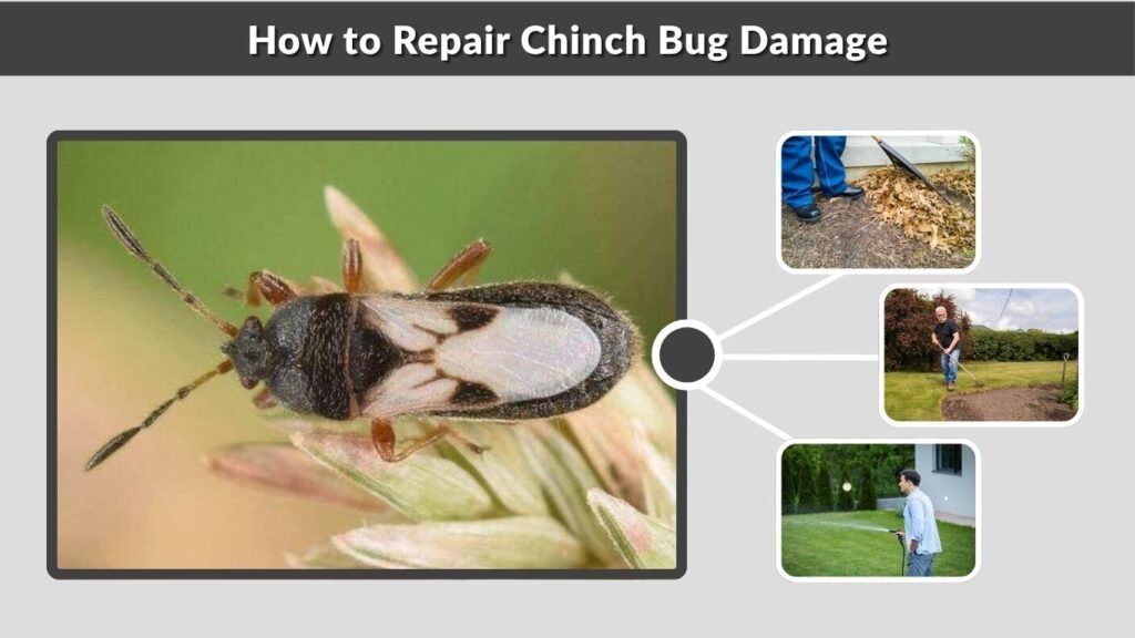 How to Repair Chinch Bug Damage