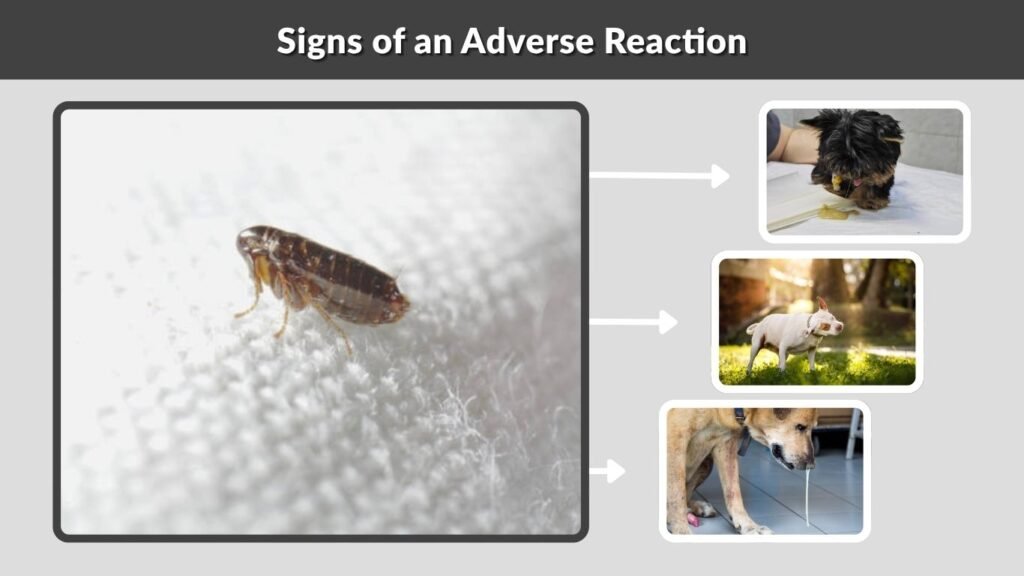 Signs of an Adverse Reaction
