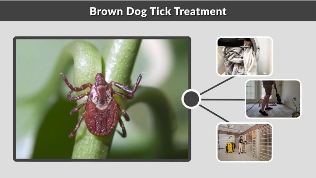 Brown Dog Tick Treatment