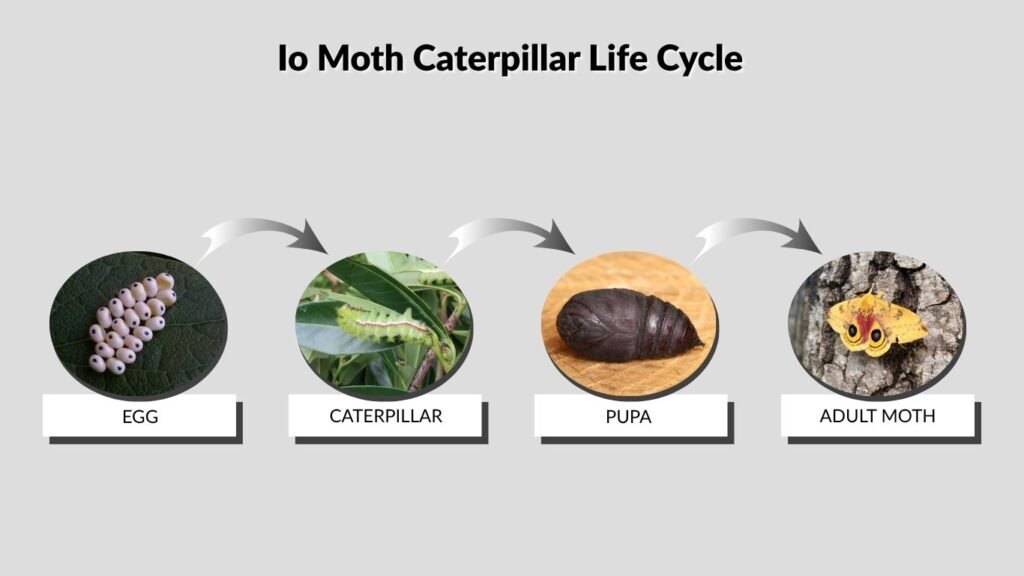 Io Moth Caterpillar Life Cycle