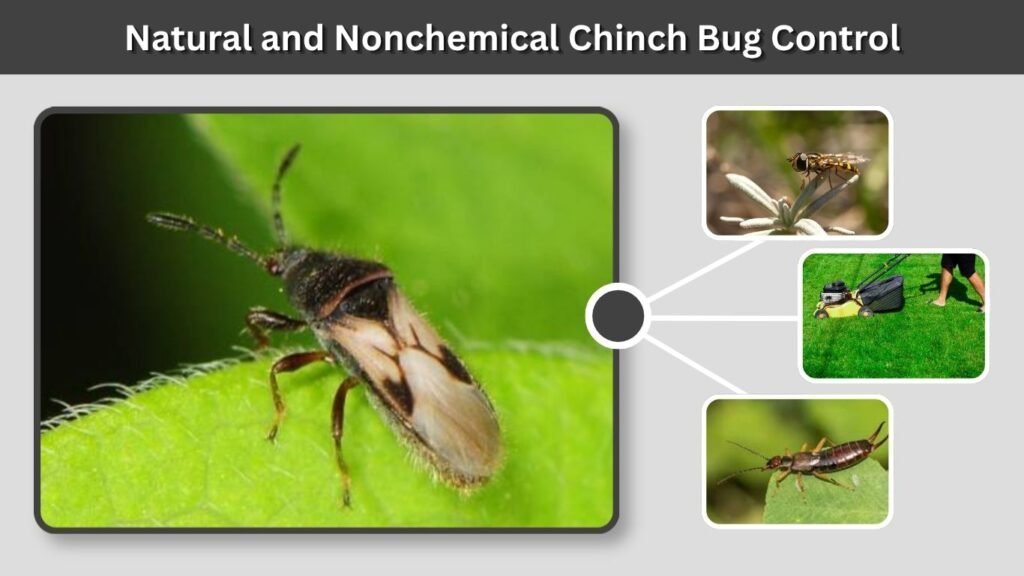Natural and Nonchemical Chinch Bug Control