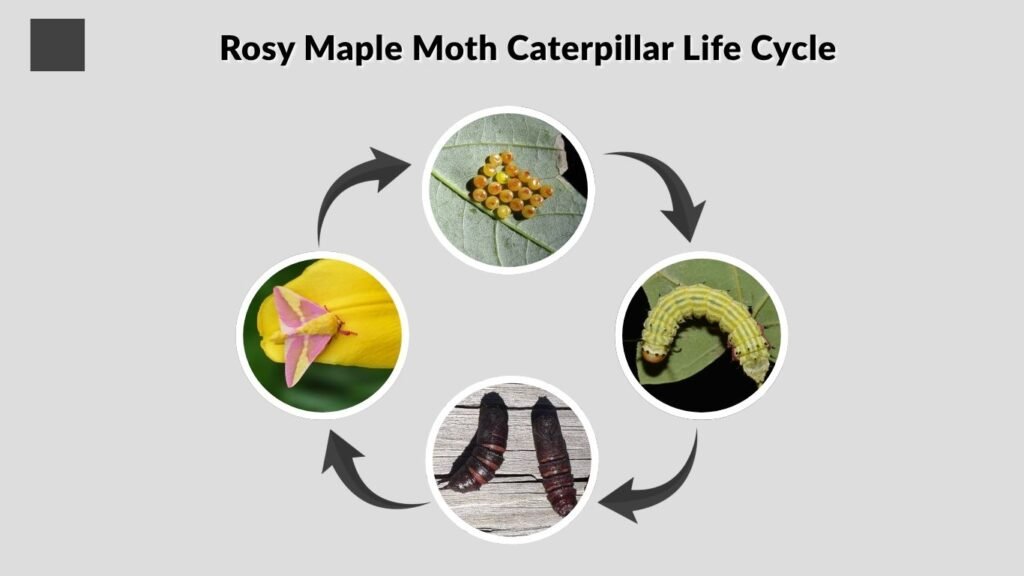 Rosy Maple Moth Caterpillar Life Cycle