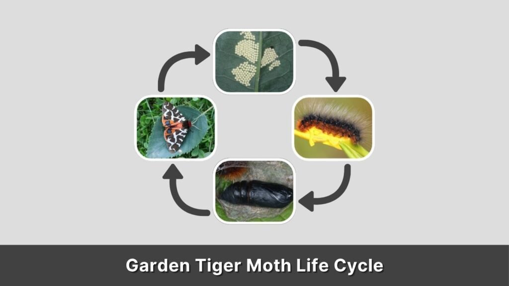 Garden Tiger Moth Life Cycle