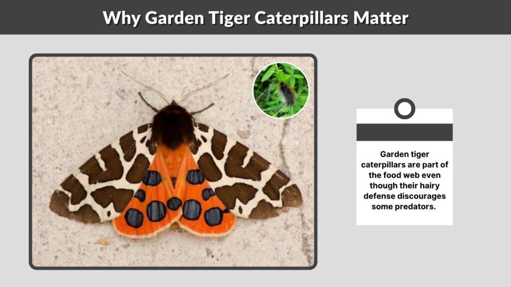 Why Garden Tiger Caterpillars Matter