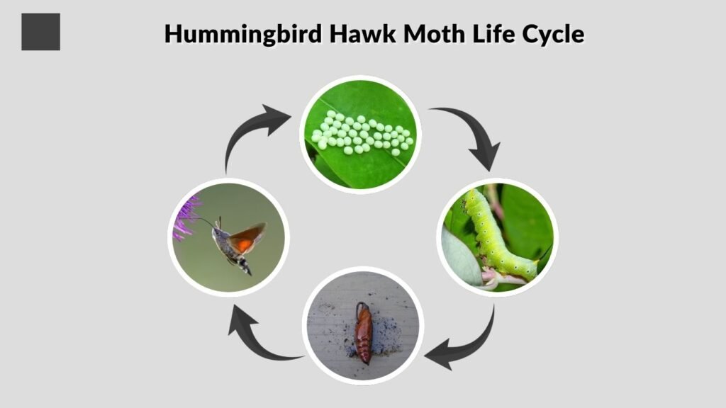 Hummingbird Hawk Moth Life Cycle