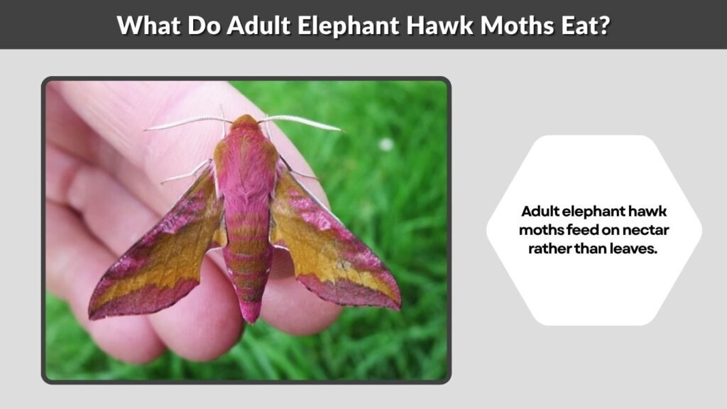 What Do Adult Elephant Hawk Moths Eat?