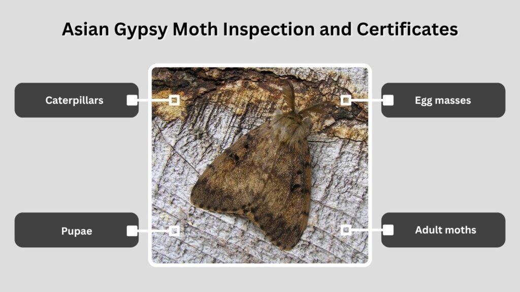 Asian Gypsy Moth Inspection and Certificates