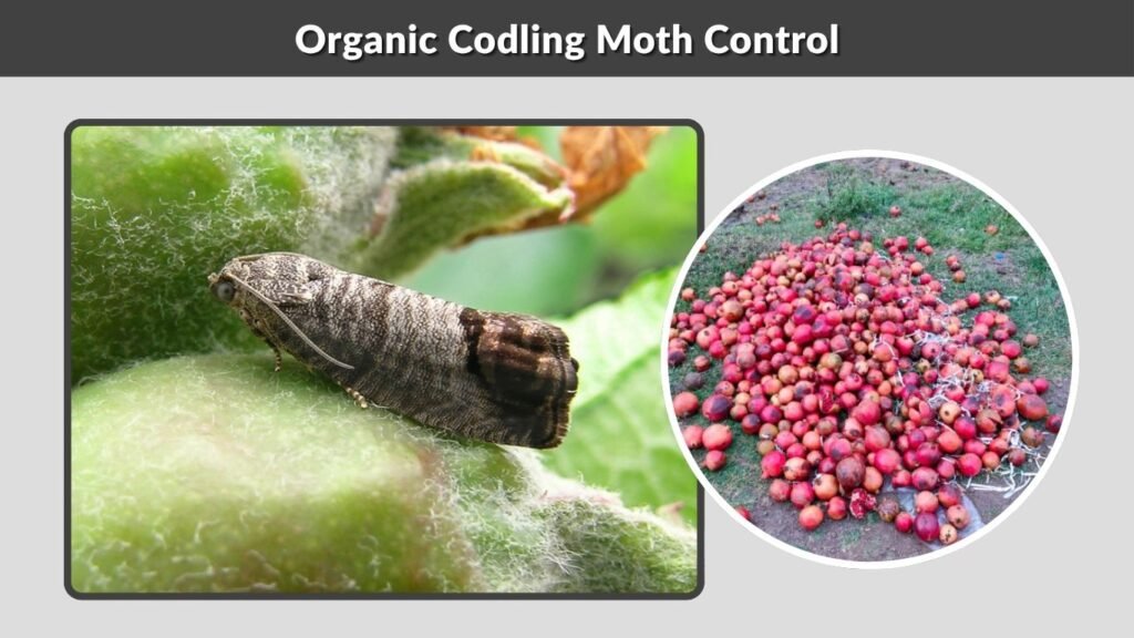 Organic Codling Moth Control