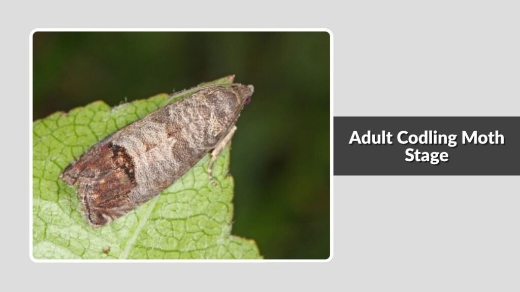  Adult Codling Moth Stage