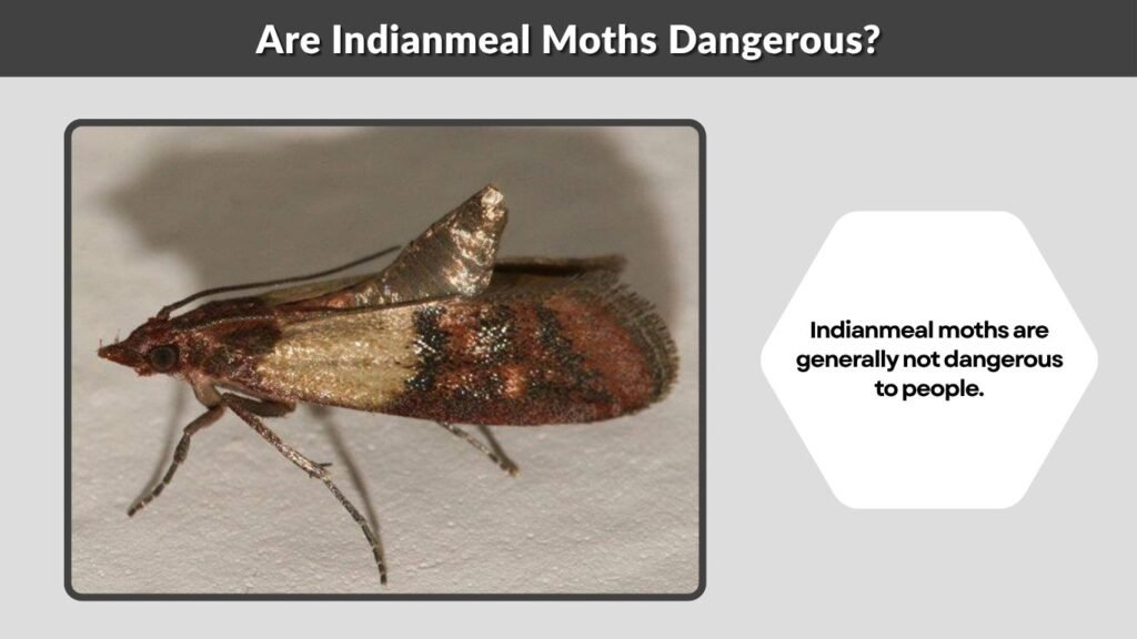 Are Indianmeal Moths Dangerous?