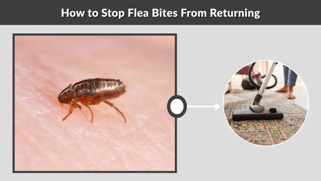 How to Stop Flea Bites From Returning