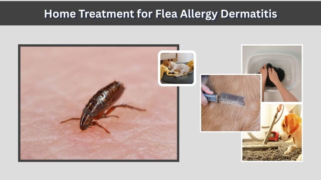 Home Treatment for Flea Allergy Dermatitis