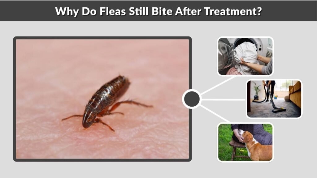 Why Do Fleas Still Bite After Treatment?