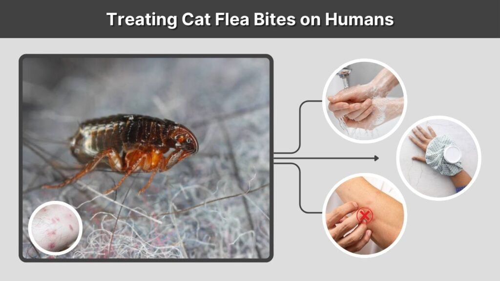 Treating Cat Flea Bites on Humans