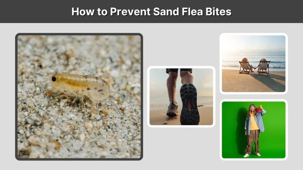 How to Prevent Sand Flea Bites